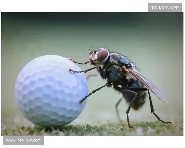 高尔夫规则遇自然干预:从弗利特伍德苍蝇事件看规则解释 高尔夫规则遇自然干预:从弗利特伍德苍蝇事件看规则解释
